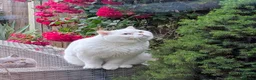 Brazilian Shorthair cats for sale: ✈️Special Home Wanted 🏡 - Advert 3