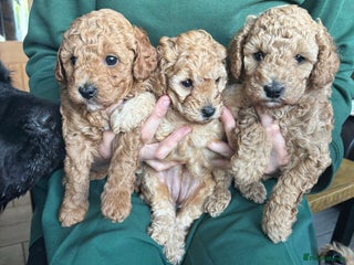 Cockapoo dogs for sale - Advert 1