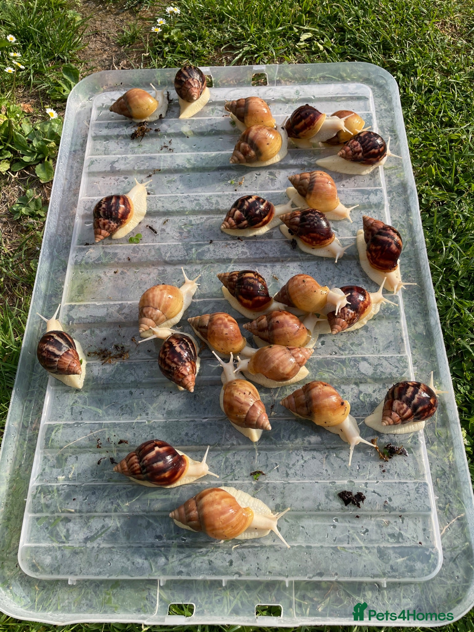 Snails invertebrates Albino Giant African Snails for sale! - Advert 2