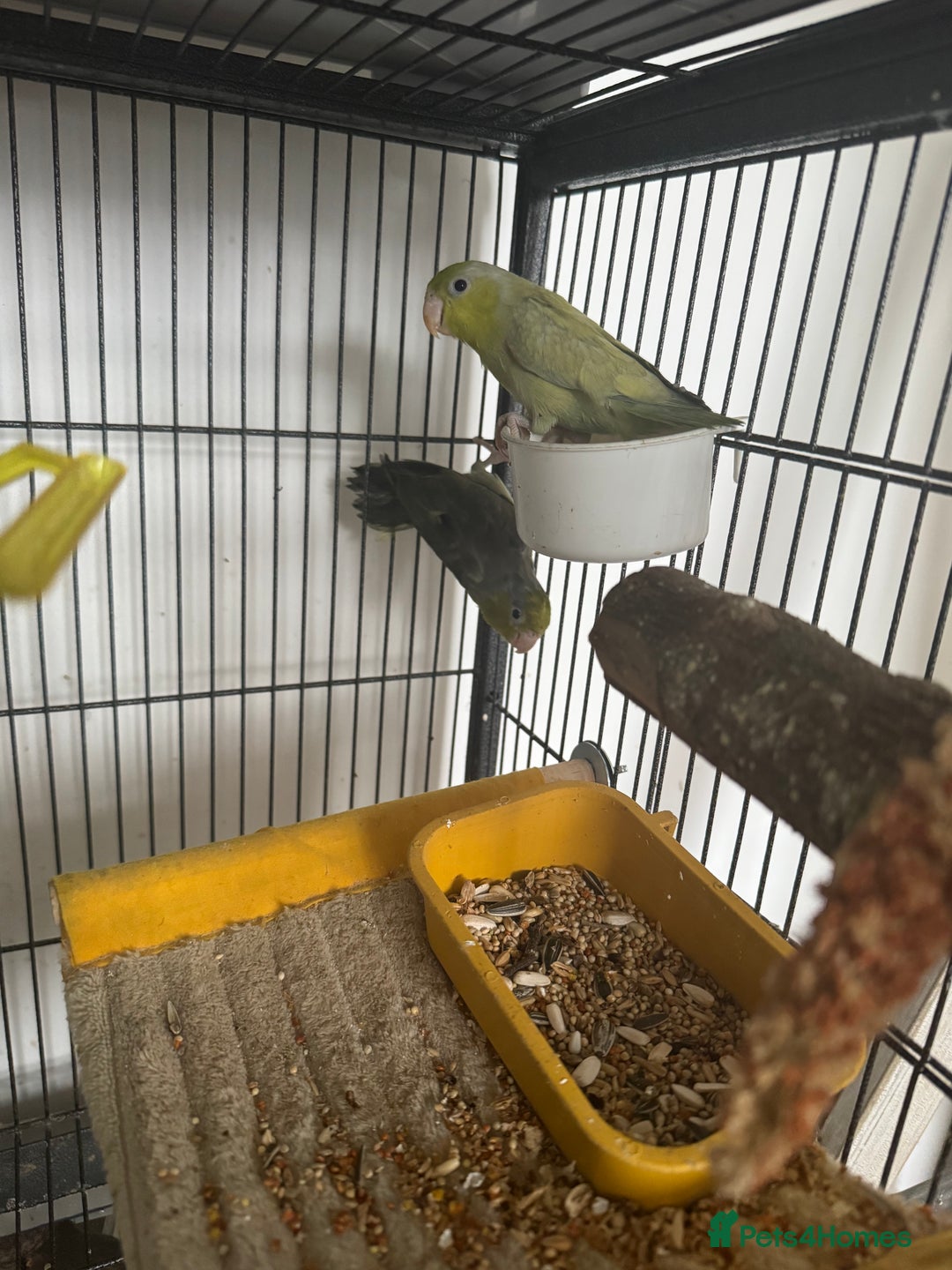 Parakeets birds for sale: Brother&sister parrotlets  - Advert 3