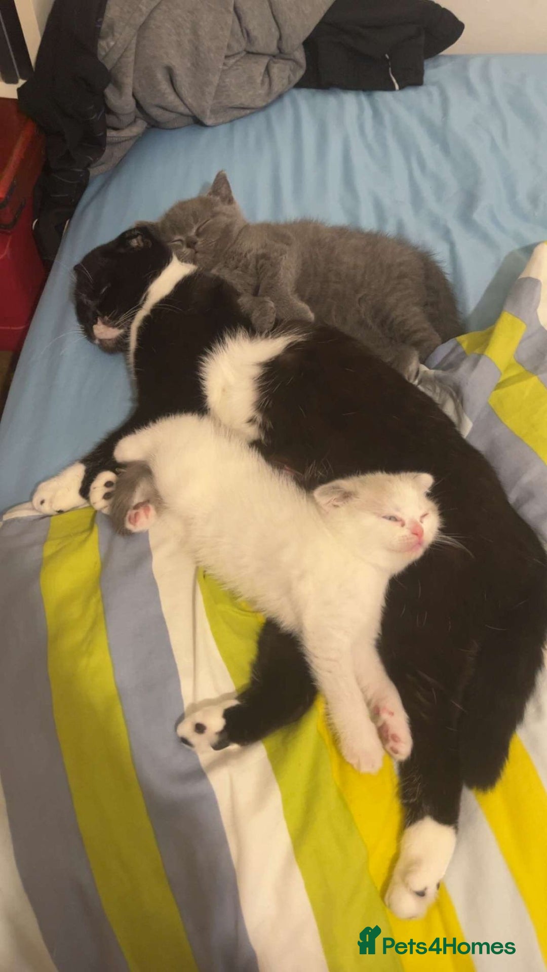 Scottish Fold cats for sale: Two beautiful kittens for sale - Advert 8