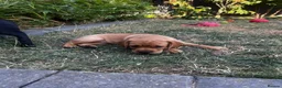 Cockerdor dogs for sale: Frenchie/Labrador/Cocker mix in Wigston - Advert 4