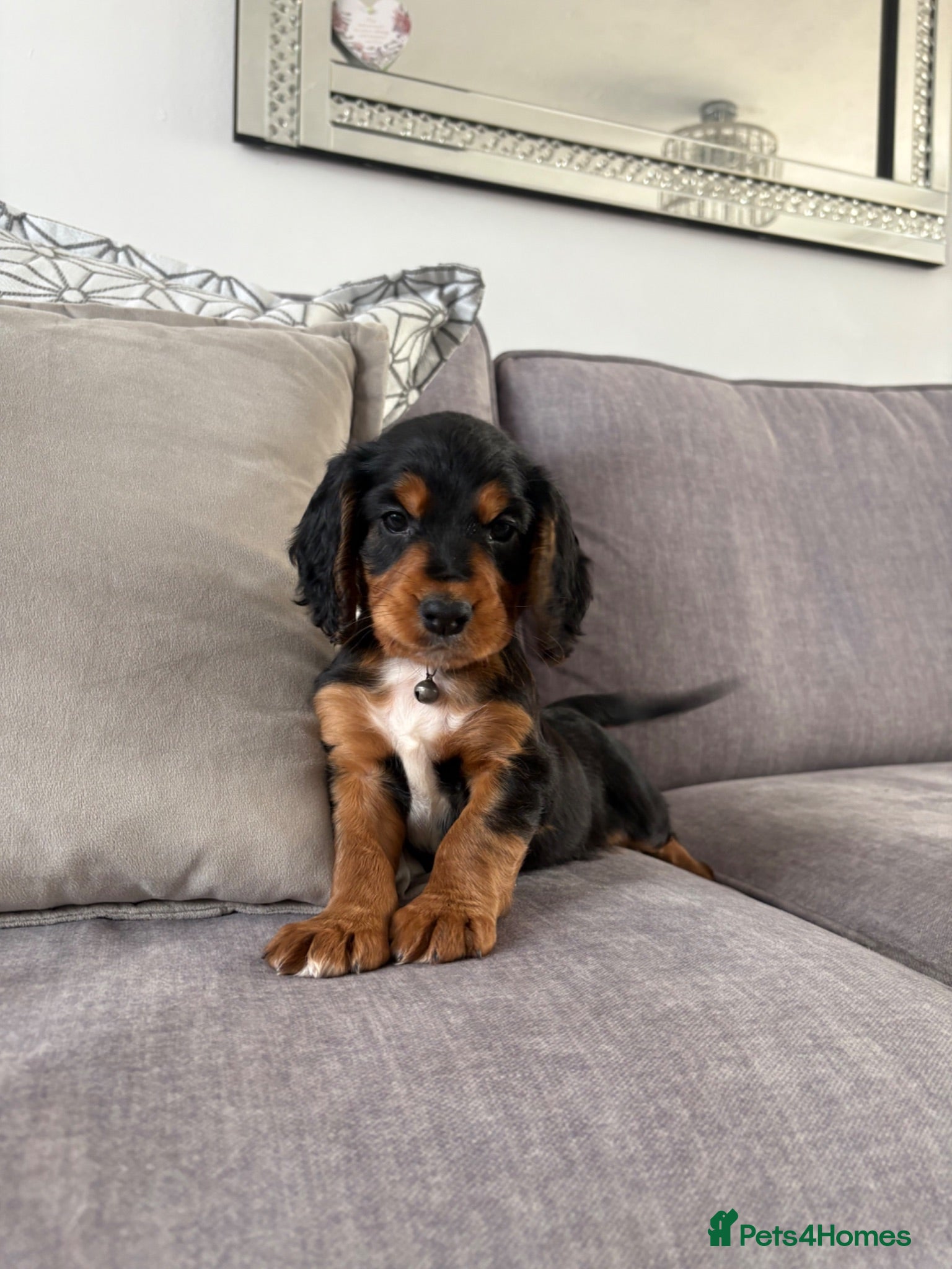Cocker Spaniel dogs Beautiful tri coloured cocker spaniel pups   - Advert 2