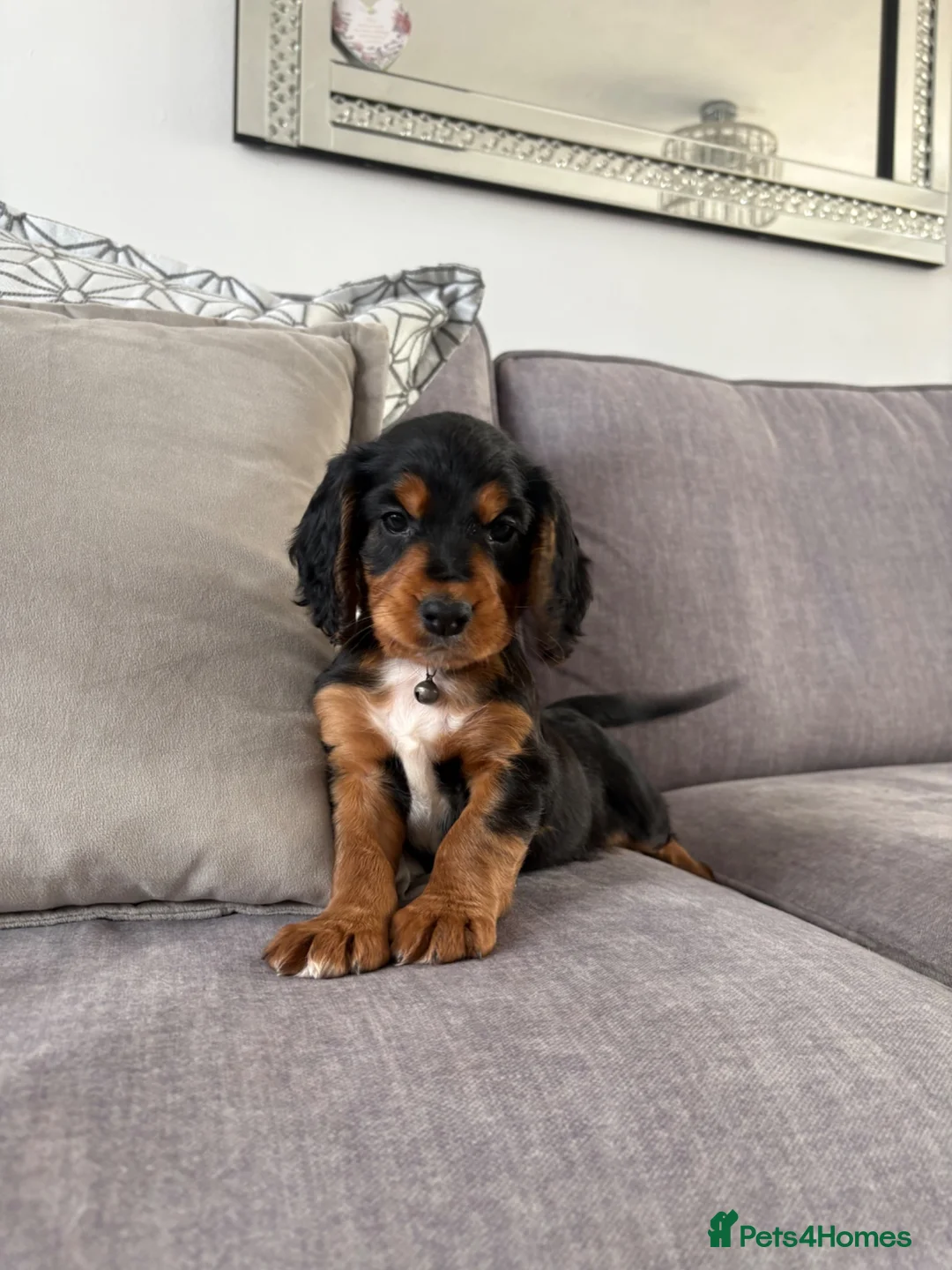 Cocker Spaniel dogs for sale: Beautiful tri coloured cocker spaniel pups   - Advert 2