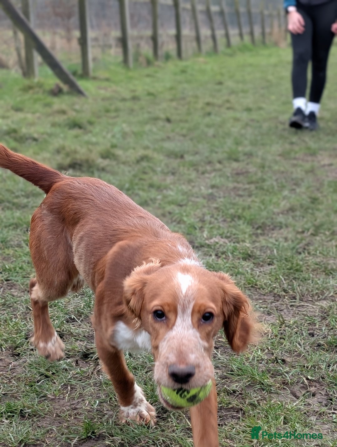 Cocker Spaniel dogs for sale: 1 yr old cocker spaniel for sale  - Image 2