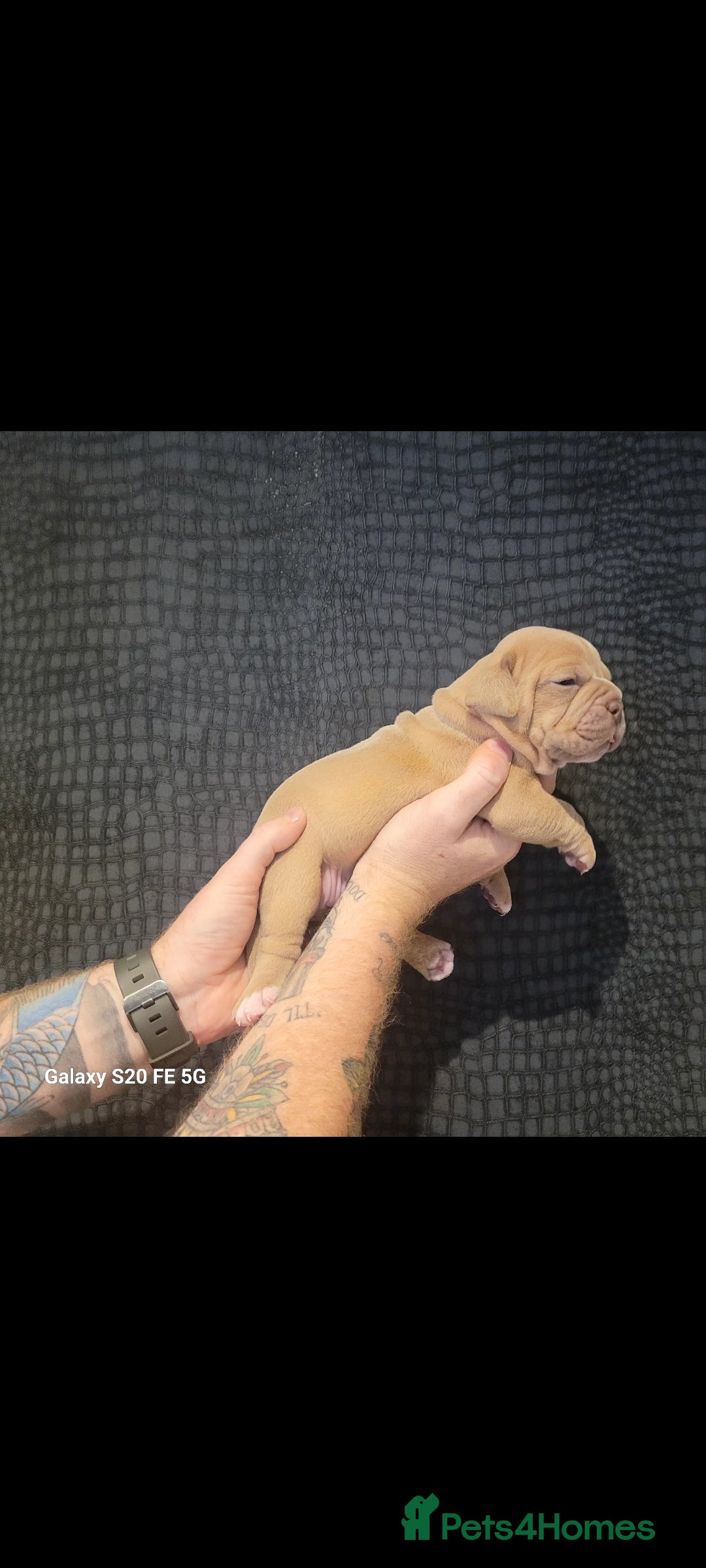 Olde English Bulldogge dogs for sale: Old English Bulldog Puppies - Image 31
