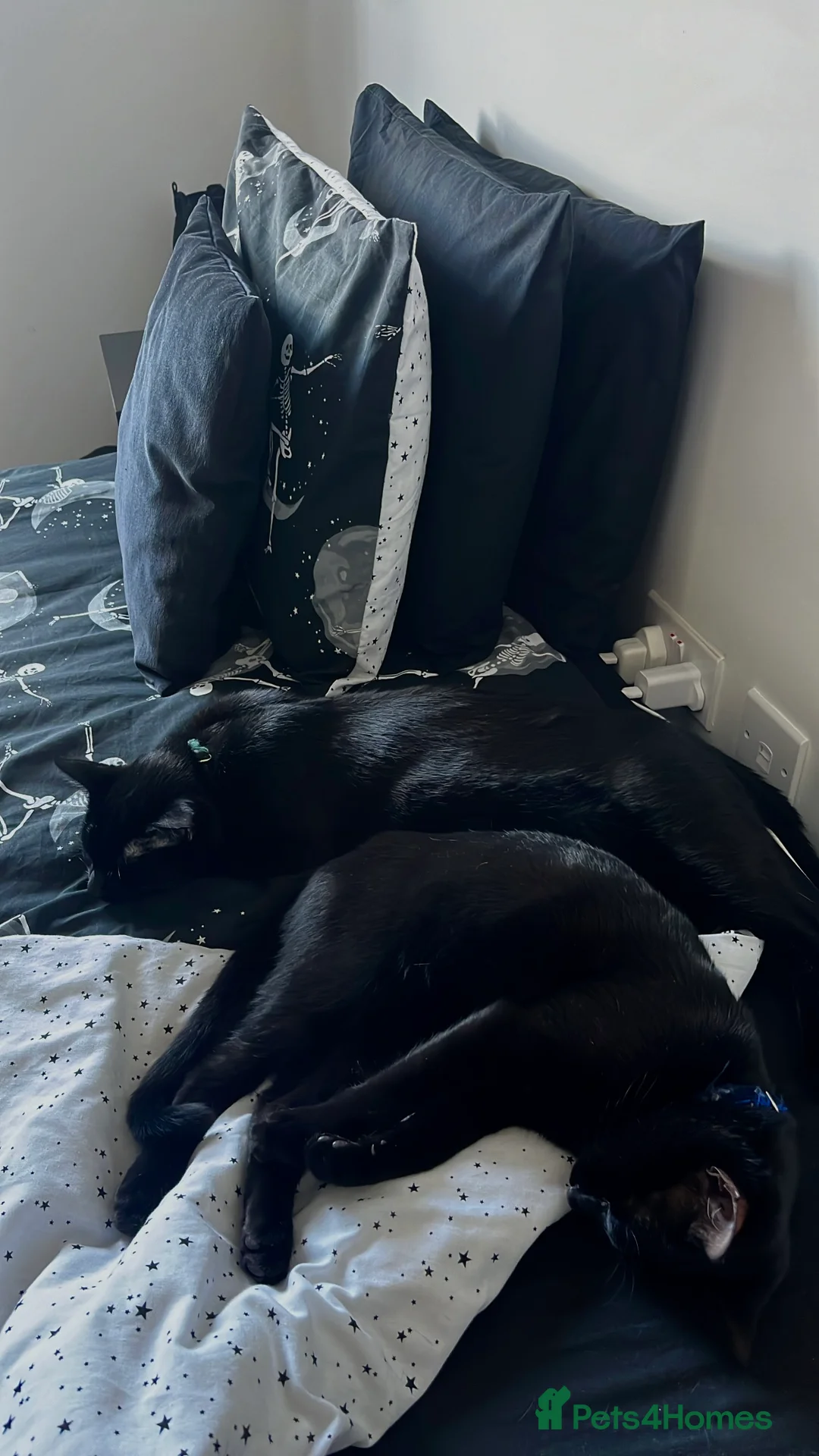 Bombay cats for sale: 2 x two-year-old bombay males - Advert 12