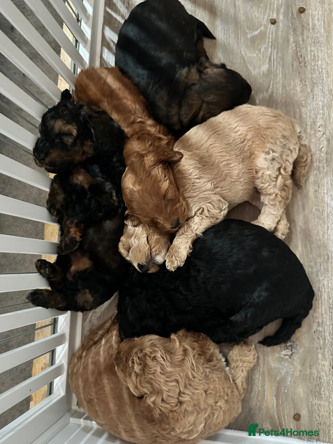 Cockapoo dogs for sale: Outstanding Cockapoos Puppies. 4 boys💙 2 girls 💗 - Image 37