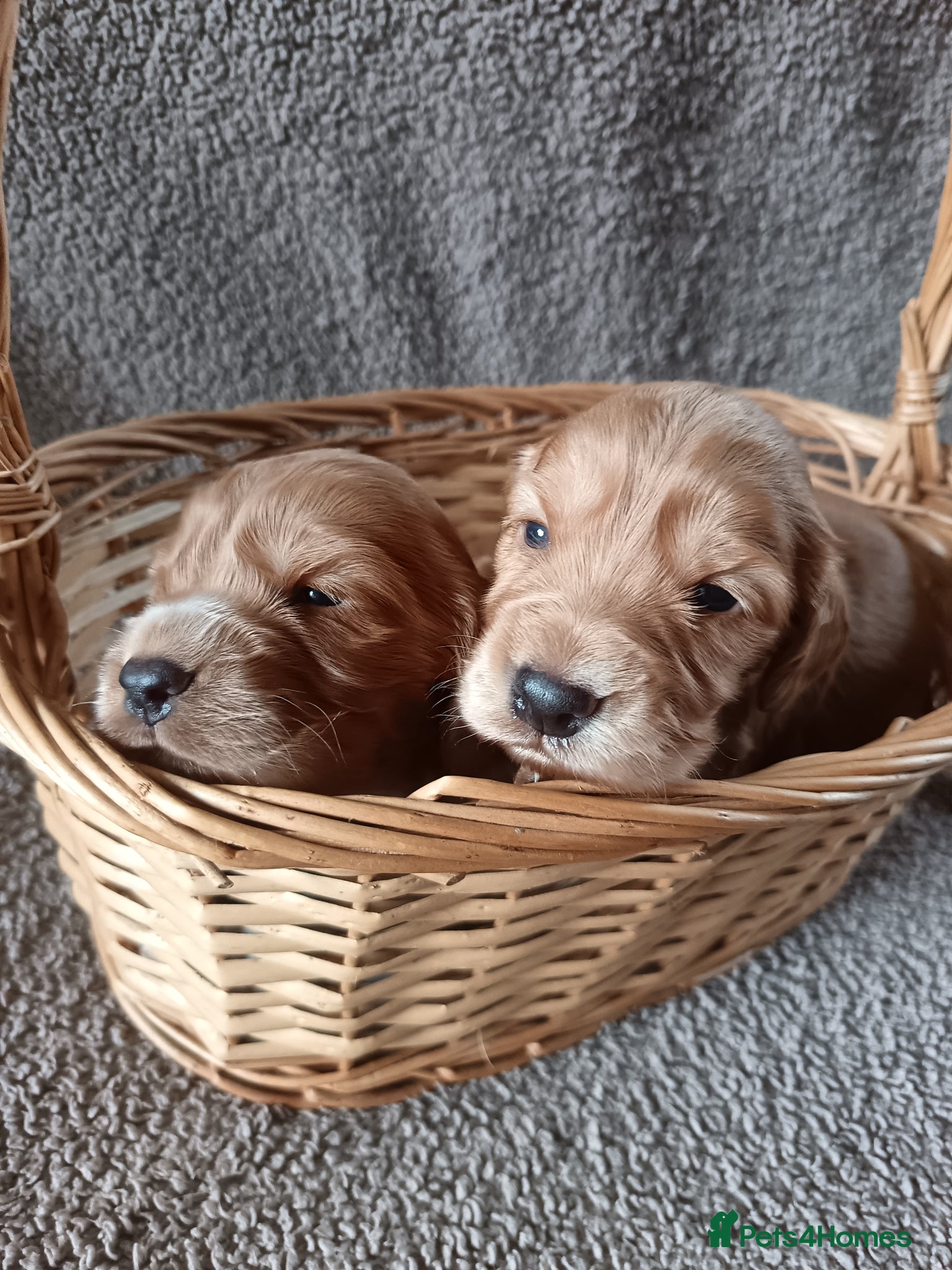 Cocker Spaniel dogs 6 STUNNING KC REGISTERED COCKER SPANIEL PUPPIES  - Advert 14