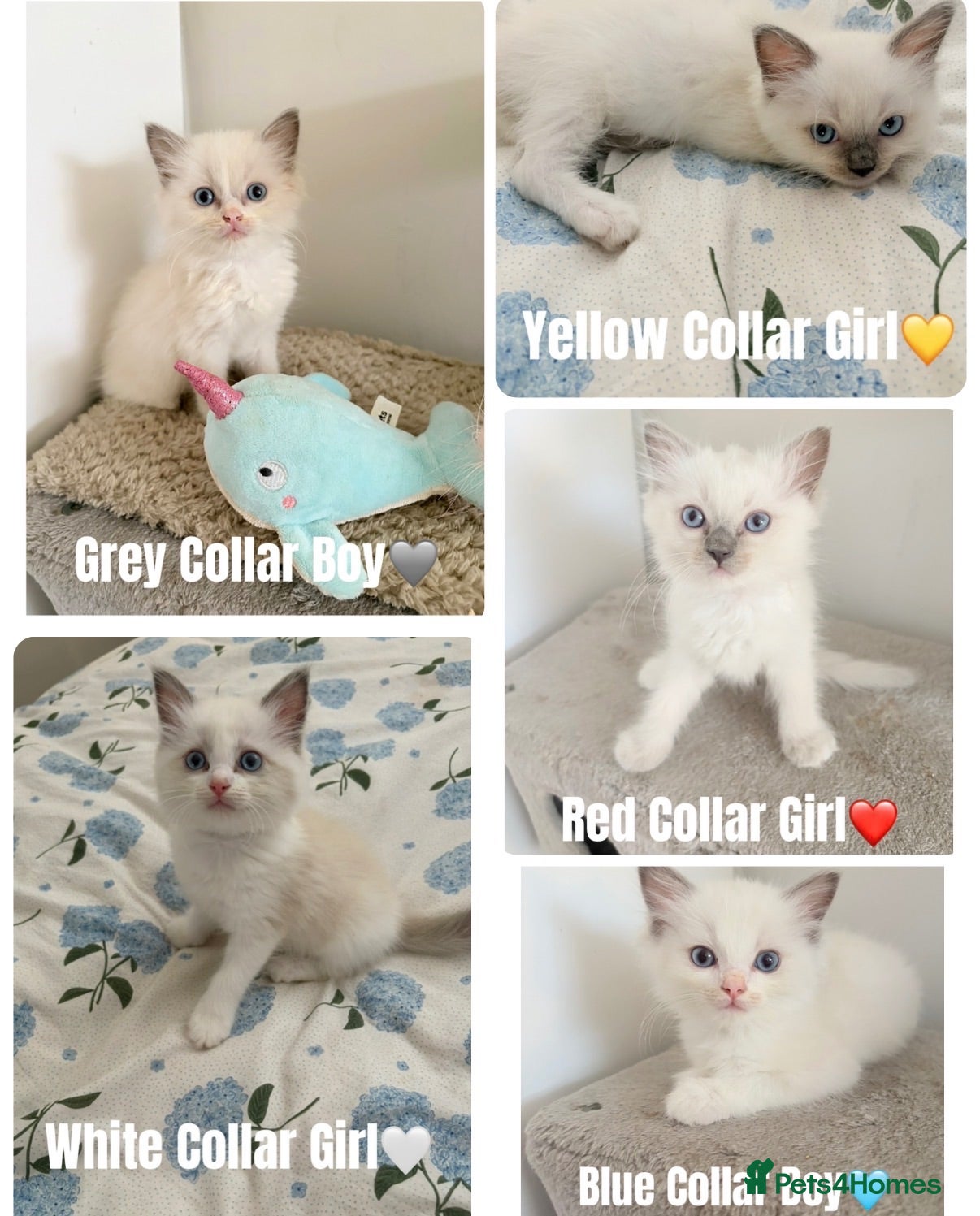 Ragdoll cats Five Beautiful Ragdoll Kittens Now Available🤍 - Advert 1