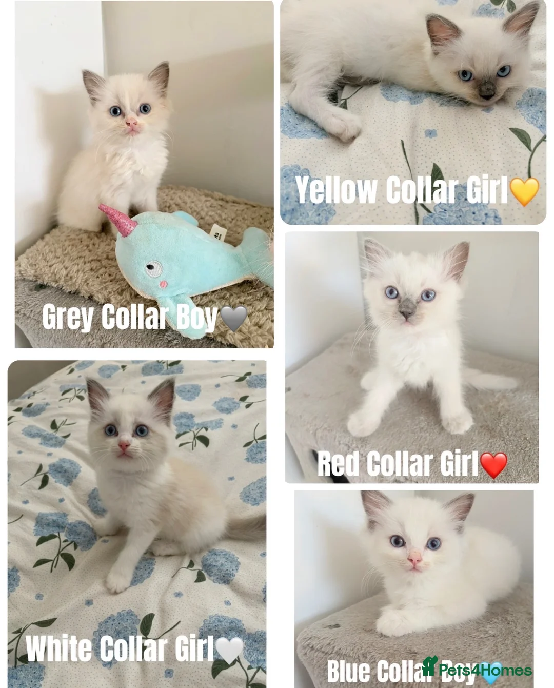 Ragdoll cats for sale: Five Beautiful Ragdoll Kittens Now Available🤍 - Advert 1