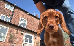 Cocker Spaniel dogs for sale: Ready to leave - Champion bred working cocker pups - Image 7