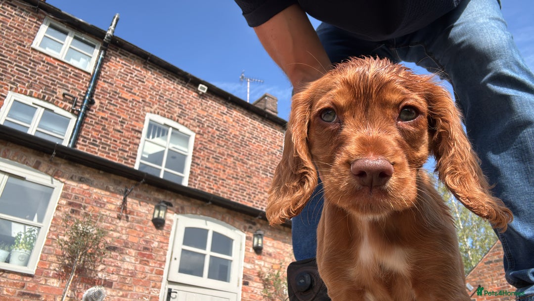 Cocker Spaniel dogs for sale: Ready to leave - Champion bred working cocker pups - Image 7