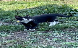 Mixed Breed cats for sale: 2 beautiful boy kittens 🐈‍⬛  - Image 1