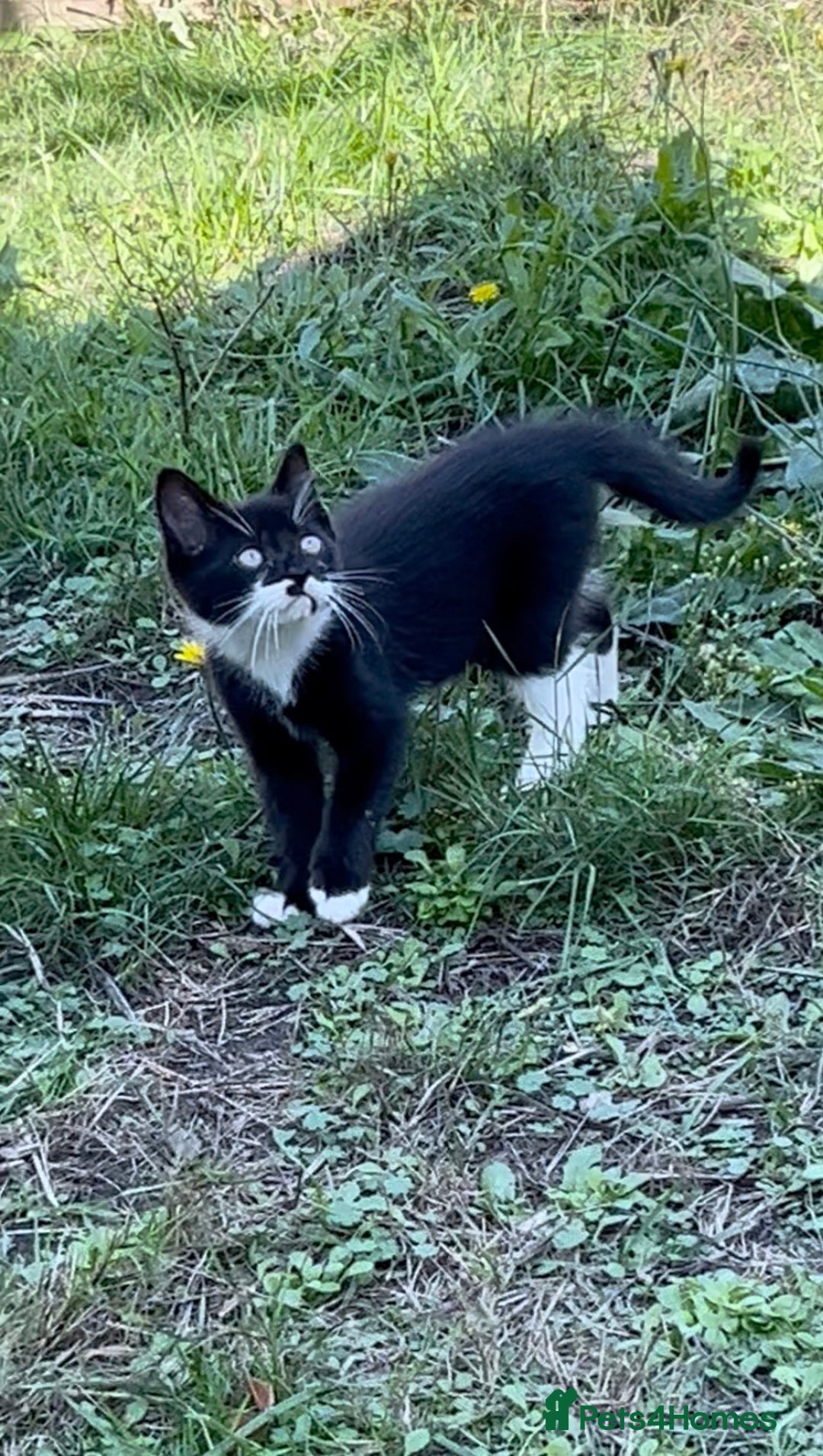 Mixed Breed cats for sale: 2 beautiful boy kittens 🐈‍⬛  - Image 1