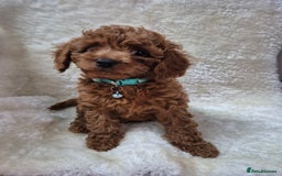 Cavapoo dogs for sale: WAITING LIST NOW OPEN FOR SUMMER 2026.  - Image 25