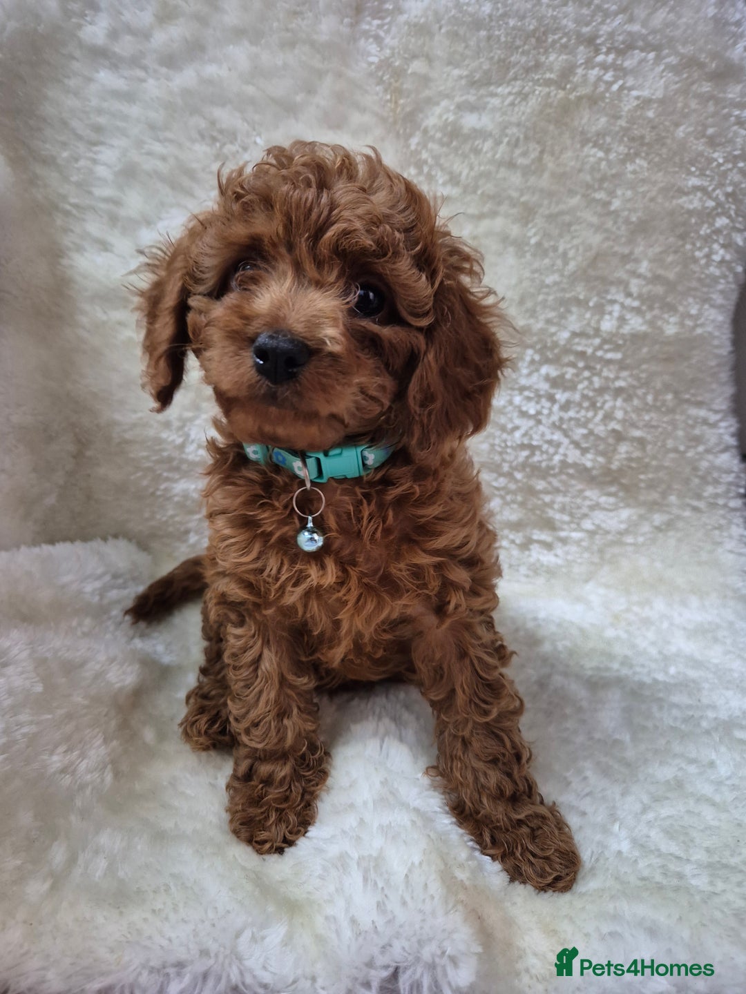 Cavapoo dogs for sale: WAITING LIST NOW OPEN FOR SUMMER 2026.  - Image 25