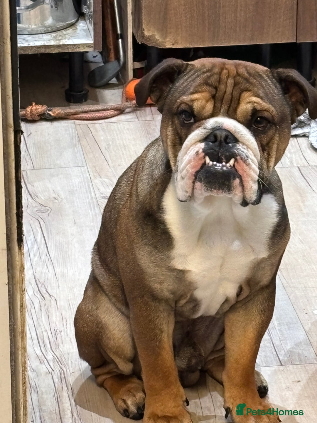 English Bulldog dogs for sale: Lovely boy needs new home - Image 3