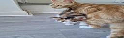 Mixed Breed cats for sale: Very Cute Calico Girl - Advert 15