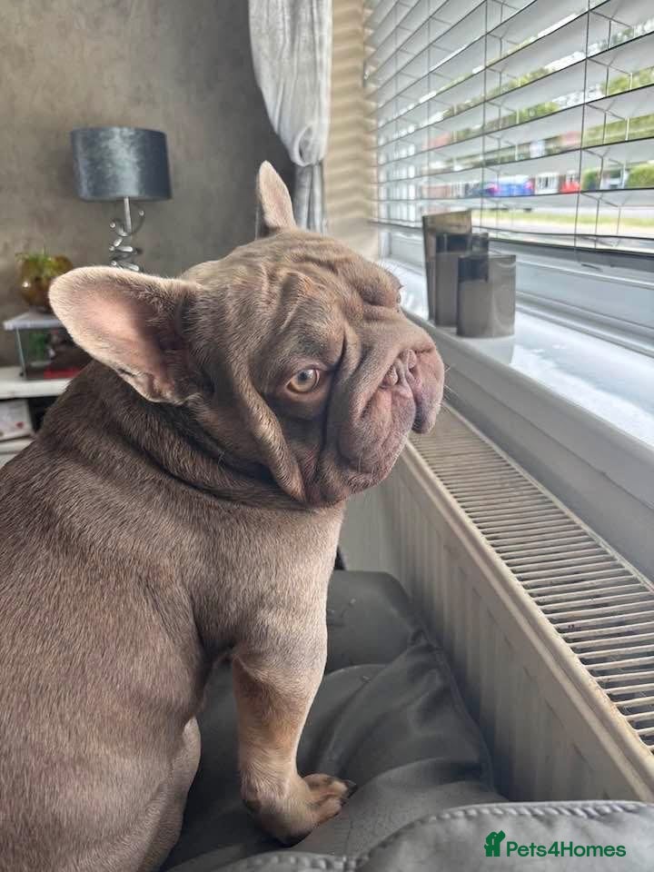 French Bulldog dogs French bulldog Isabella stud  - Advert 1