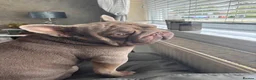 French Bulldog dogs for stud: French bulldog Isabella stud  - Advert 1