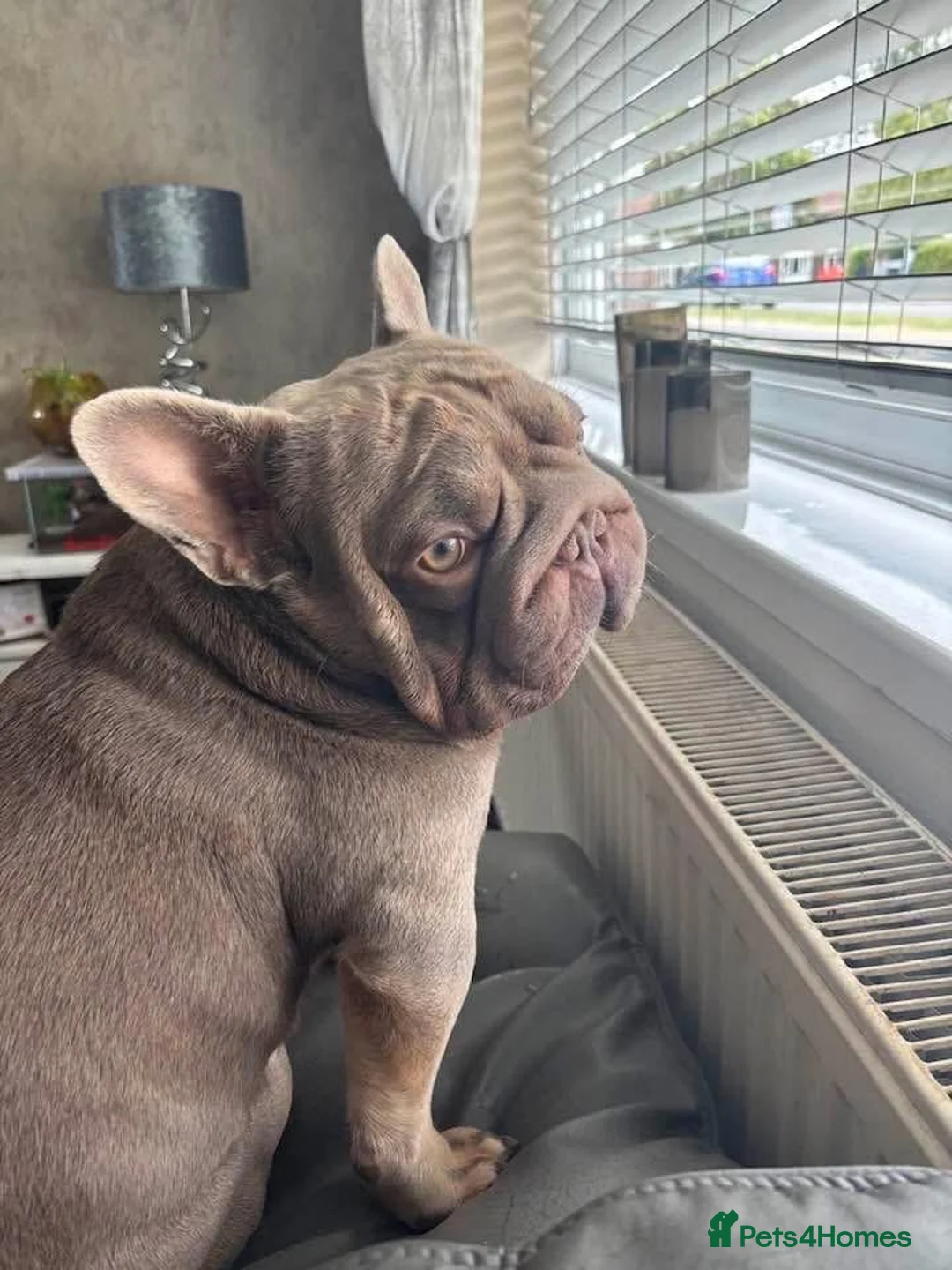 French Bulldog dogs for stud: French bulldog Isabella stud  - Advert 1