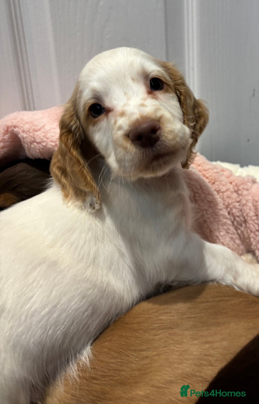 Cocker Spaniel dogs for sale: Cocker spaniel puppies  - Image 3