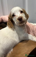 Cocker Spaniel dogs - Advert 4