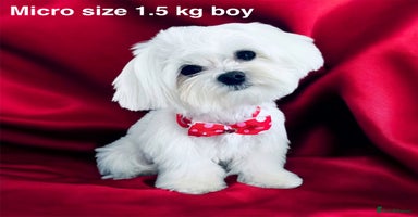 Maltese dogs in Ipswich - Advert 16
