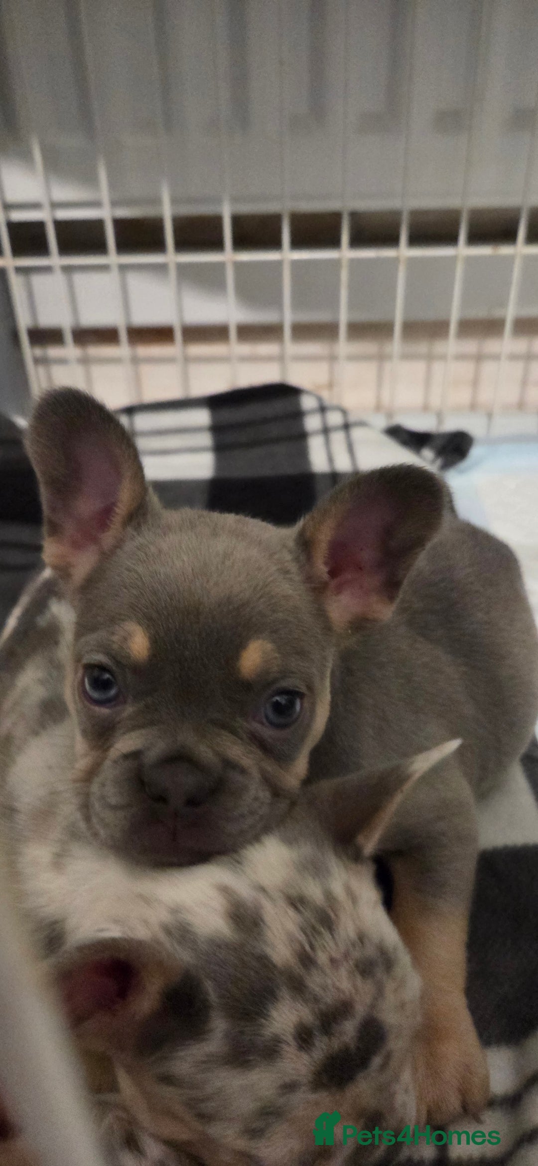 French Bulldog dogs for sale: Kc registered French bulldog puppys  - Advert 7