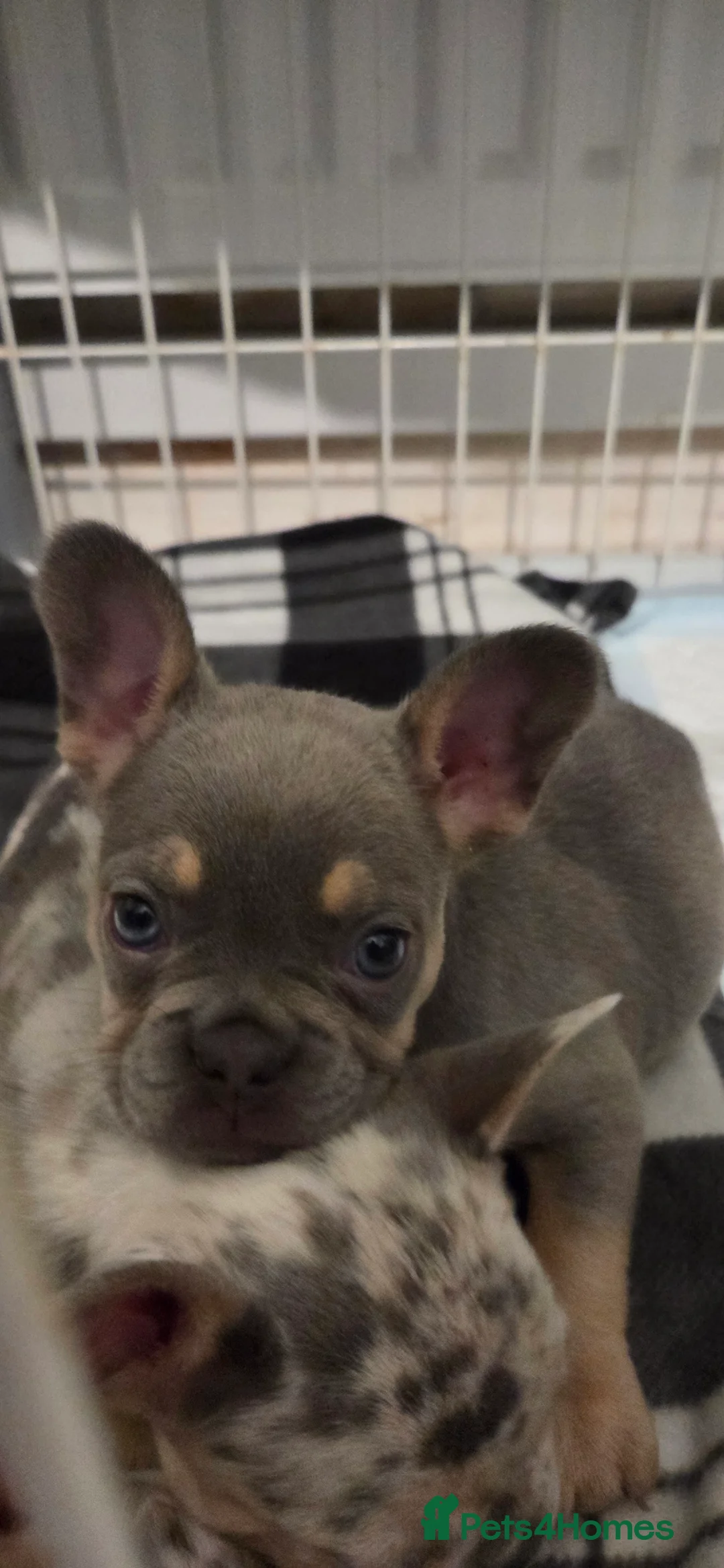 French Bulldog dogs for sale: French bulldog puppys kc registered  - Advert 3