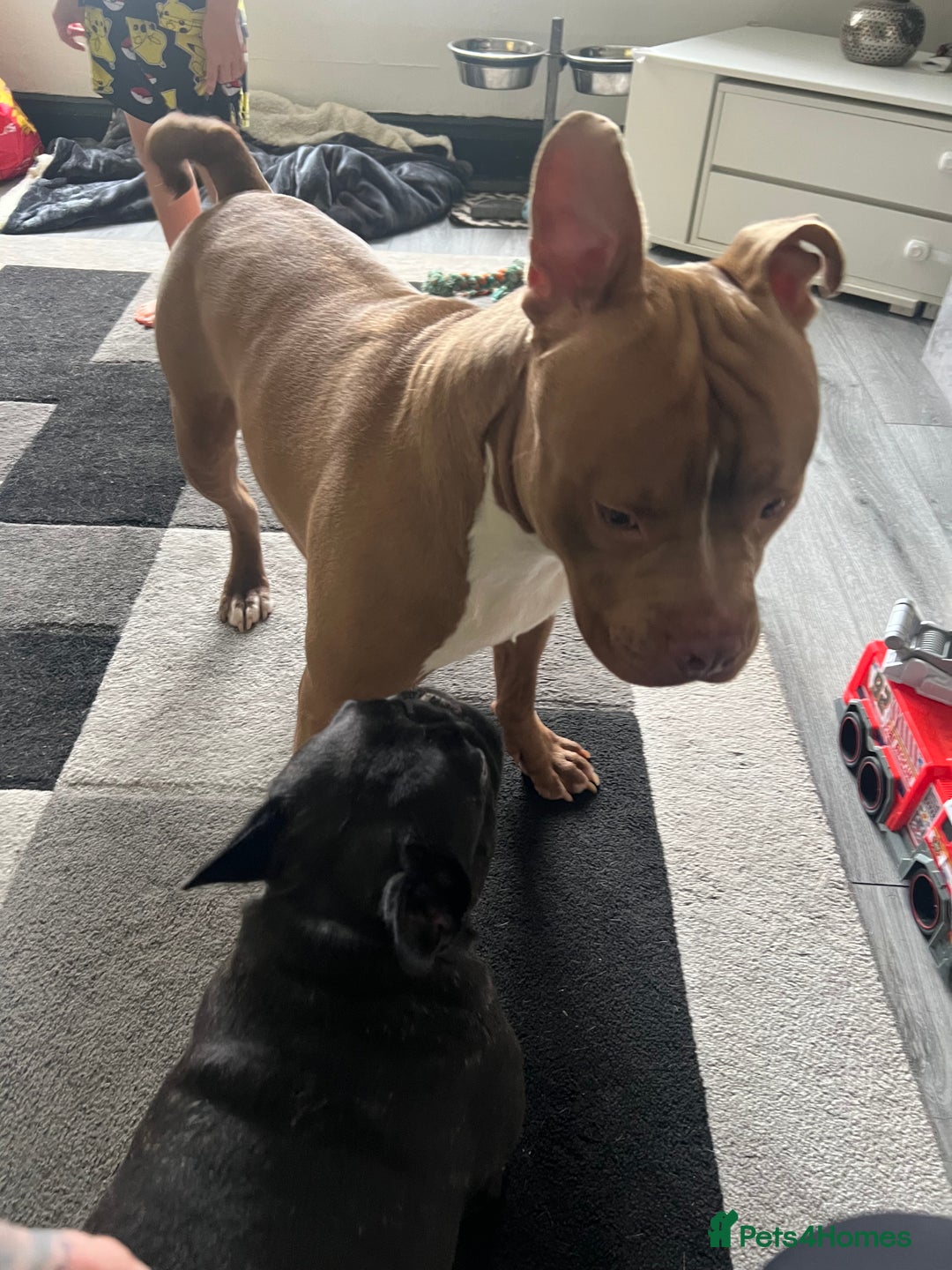 Mixed Breed dogs for sale: Rocco - Image 8