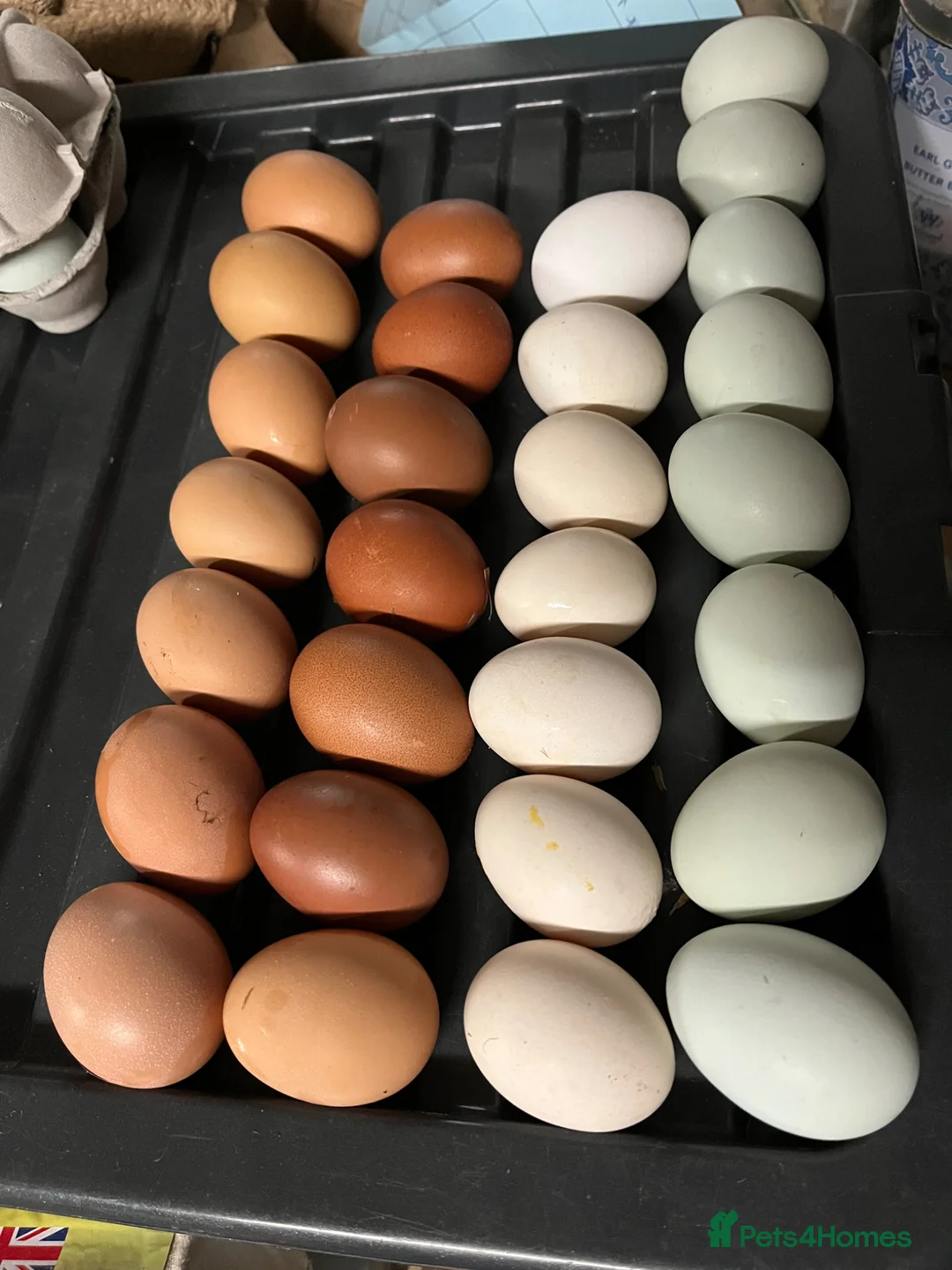 Chickens poultry for sale: Lovely Point of Lay Hybrids Hens for sale - Advert 8