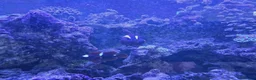 Other/Mixed Breed fish for sale: Marine fish lots in Bridgwater - Advert 3