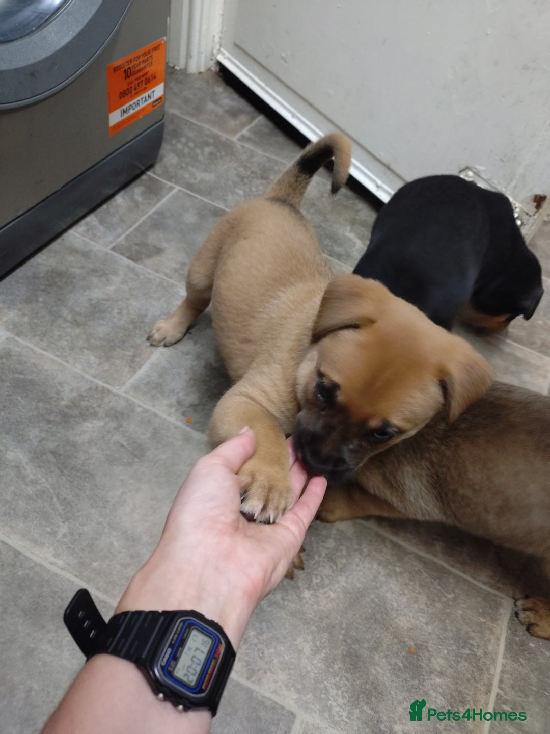 Mixed Breed dogs for sale: Huntaway X German shepherd X  - Advert 12