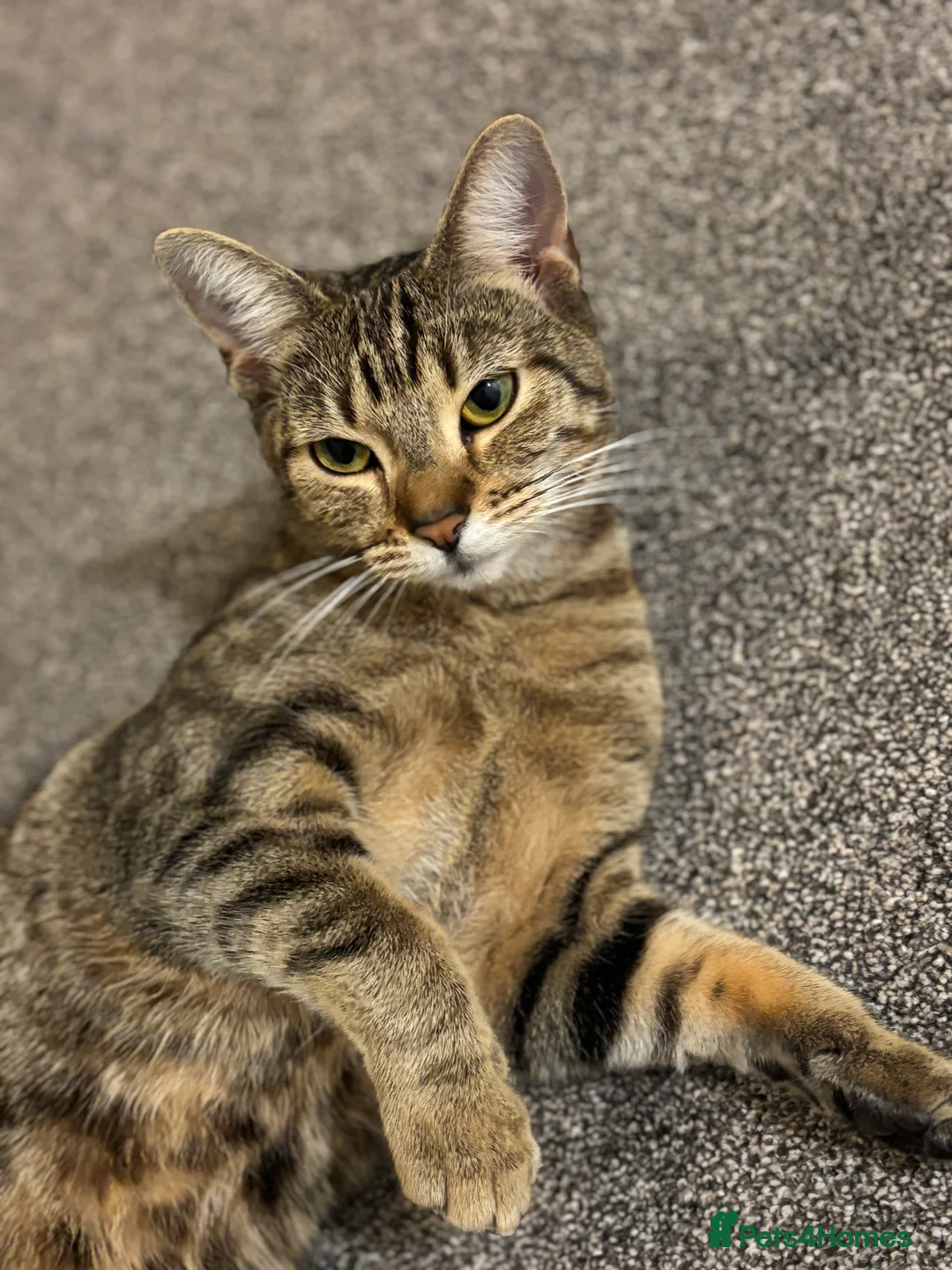 Mixed Breed cats for sale: ReHoming (FREE) - Advert 2