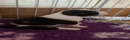 Staffordshire Bull Terrier dogs for sale: Exceptional litter of Staffie puppies - Advert 11