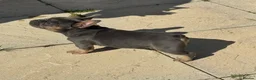 French Bulldog dogs for sale: Top Quality French Bulldog Puppies - Advert 7