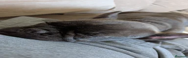 French Bulldog 1