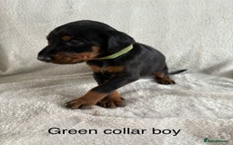 Dobermann dogs for sale: Beautiful European KC reg Doberman Puppies - Image 26