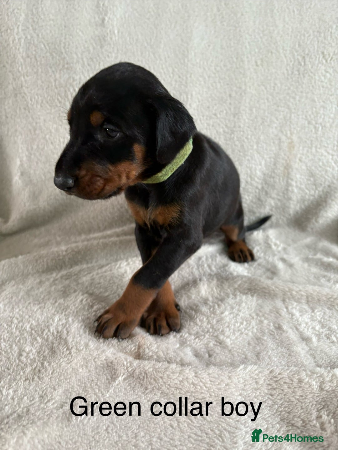 Dobermann dogs for sale: Beautiful European KC reg Doberman Puppies - Image 26