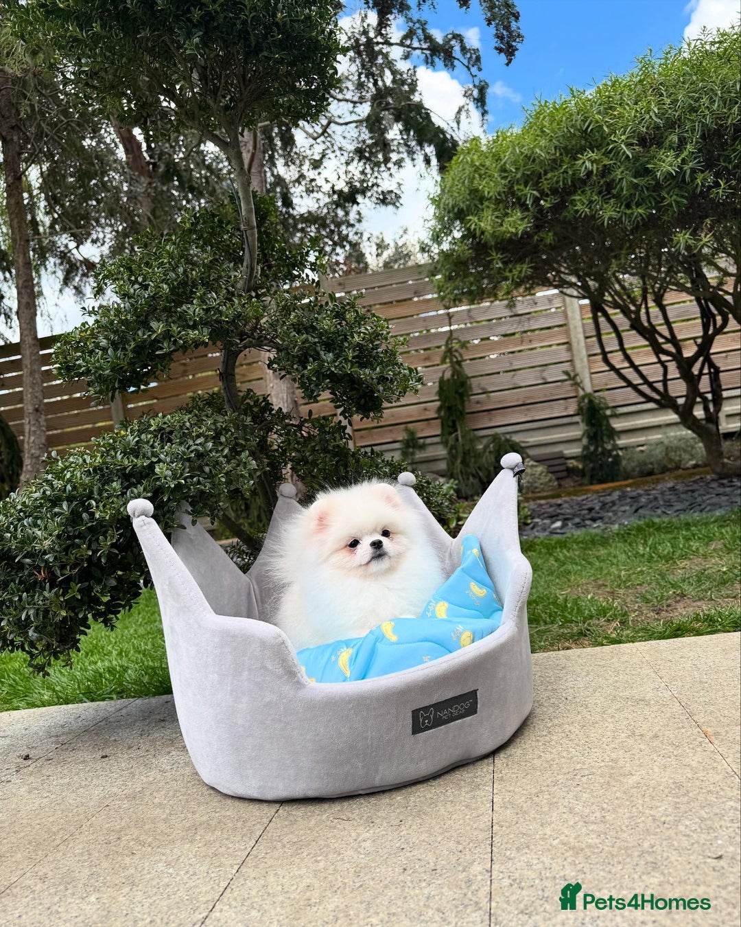 Pomeranian dogs for sale: Pomeranian Last Boy - Image 8