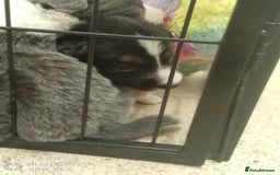 Border Collie dogs for sale: Border collie puppies - Image 7