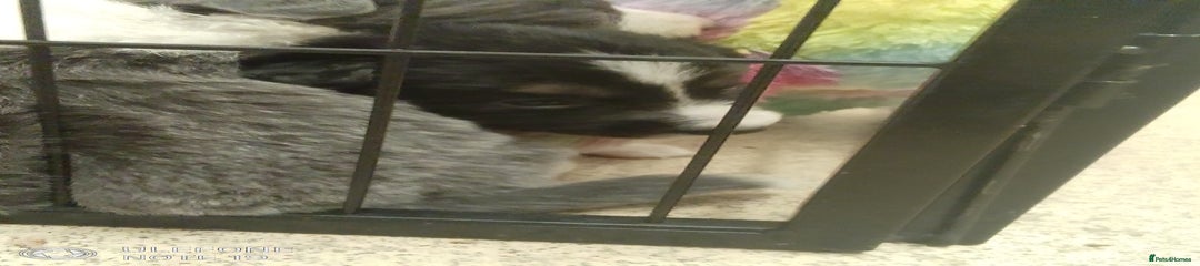 Border Collie Puppy 3