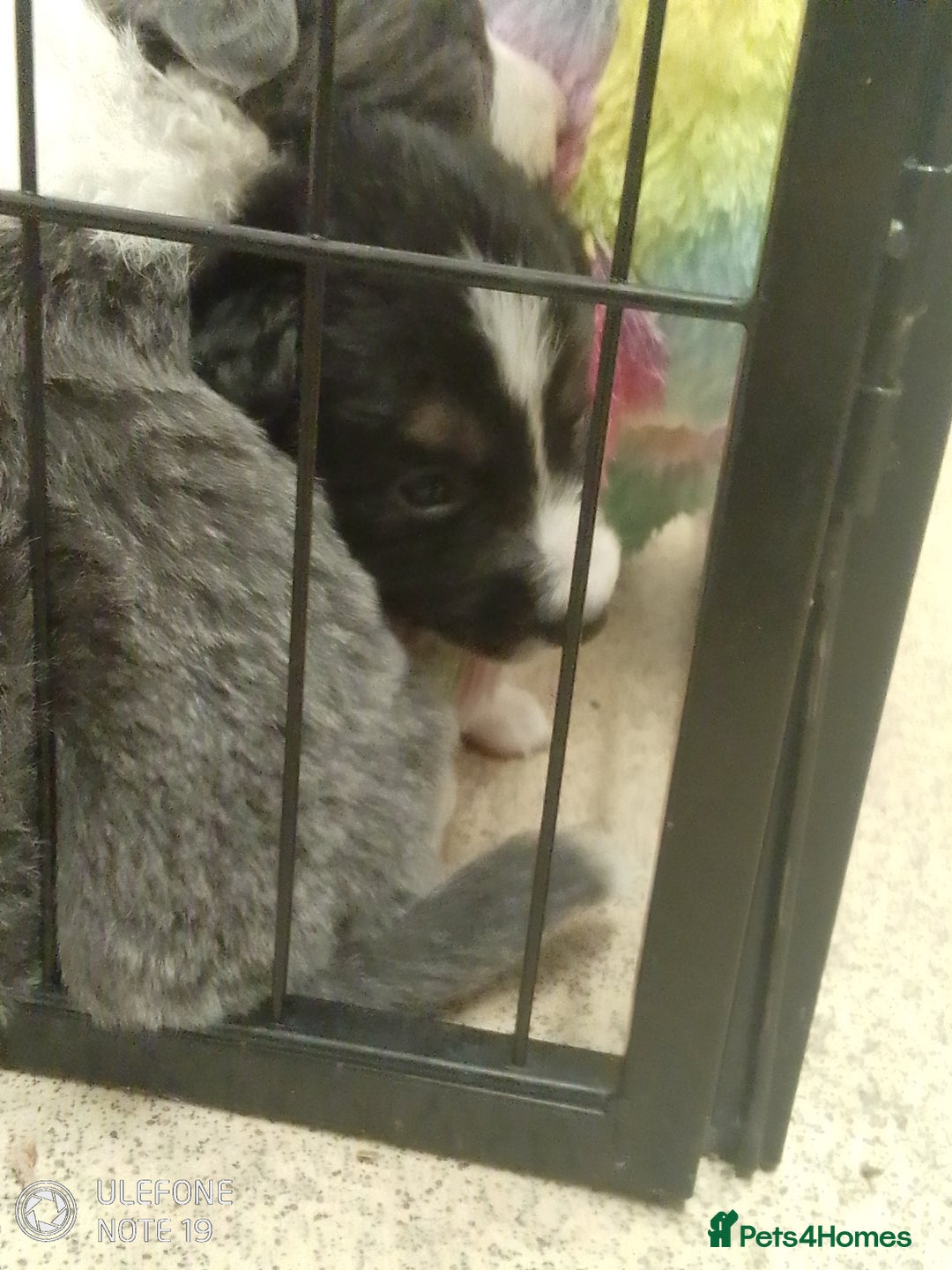 Border Collie dogs for sale: Border collie puppies - Image 7