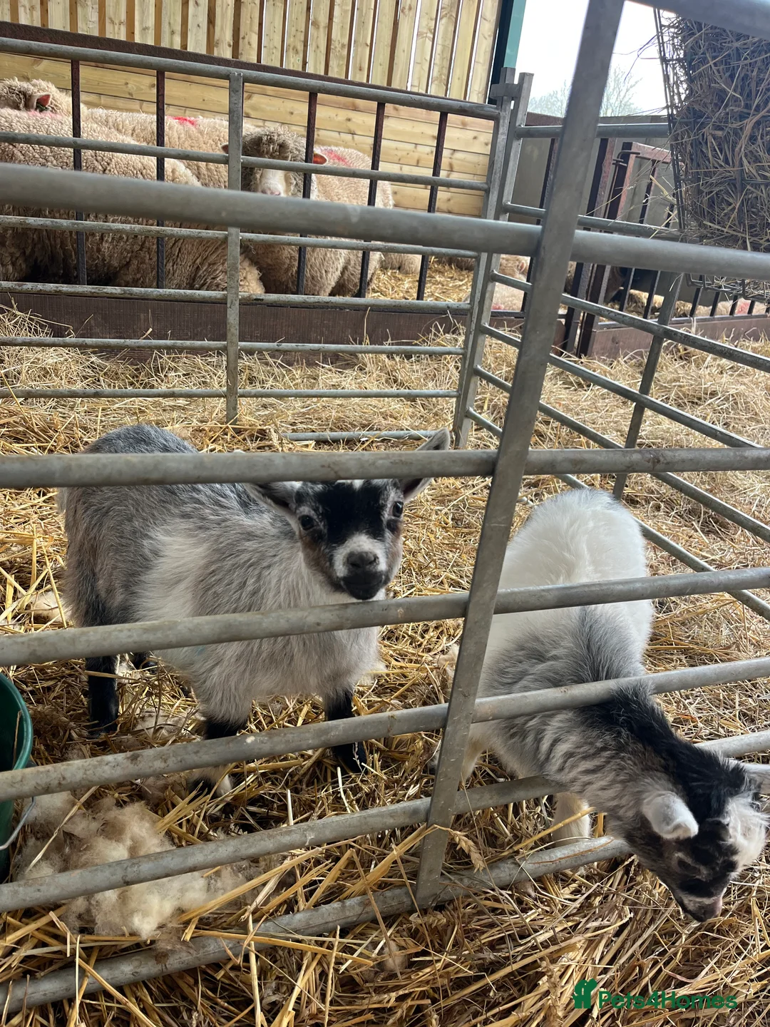 Goats livestock for sale: Pygmy Goat Kids  - Advert 1