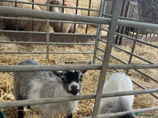 Goats livestock Pygmy Goat Kids - Advert 4