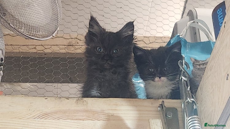 British Longhair cats British long hair kittens - Advert 7