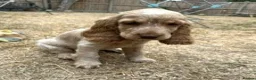 Cocker Spaniel dogs for sale: Stunning KC Pedigree Show type Cocker Spaniels - Advert 4