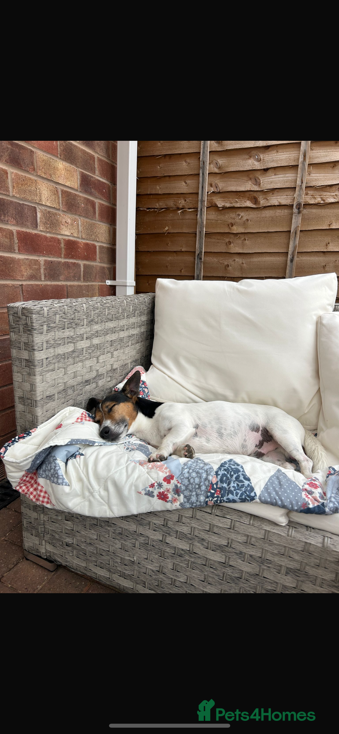 Jack Russell dogs for sale: Jack Russel puppies  - Image 6